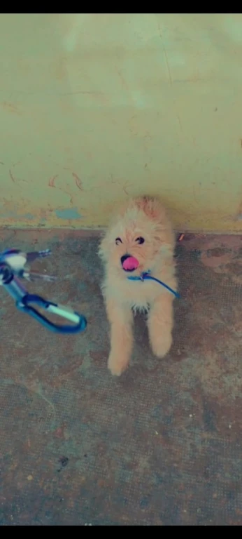 Caniche bichon