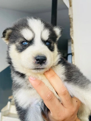 Chiots Husky Top du top
