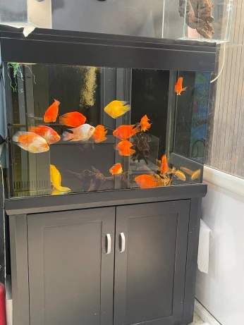 Aquarium 