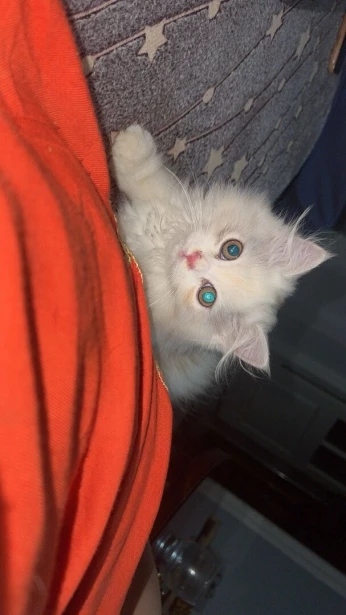 Chat persan