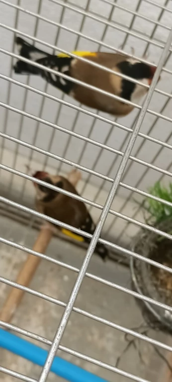 Vend couple chardonneret+ canaris mal