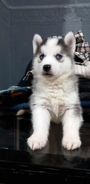 Chiots husky