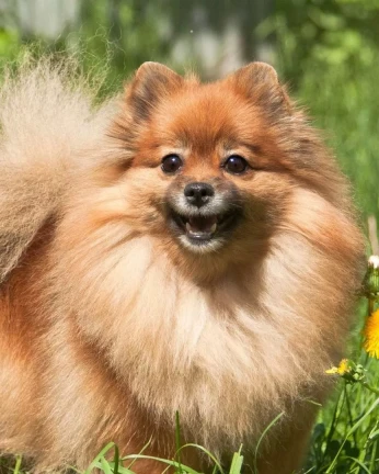 spitz allemand