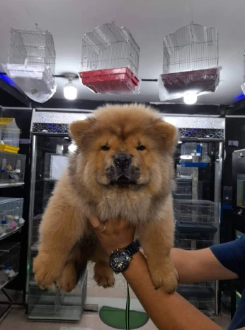 Chowchow