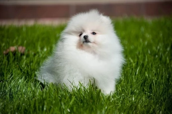 Pomeranian Spitz