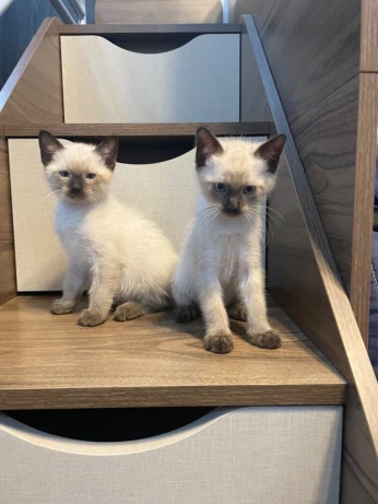 Chaton Siamoi 2 mois