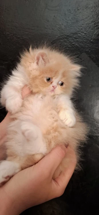 Chat persan half peke face