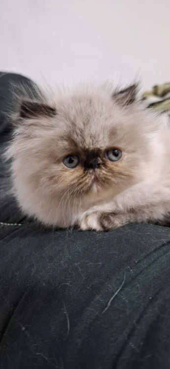 Chat persan peke face