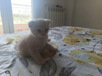 Chaton scotiche