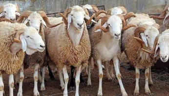 نعاج