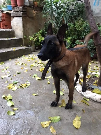Malinois