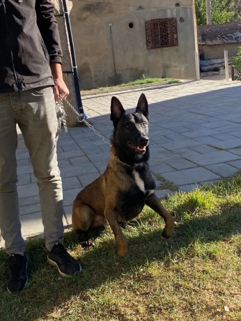 Malinois