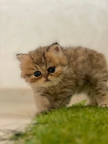 Chaton femelle persan chinchilla golden
