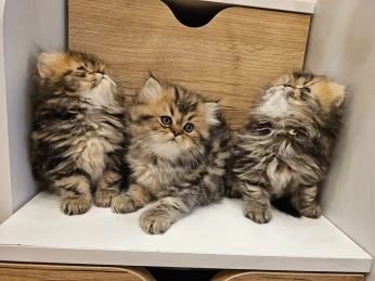 Chat