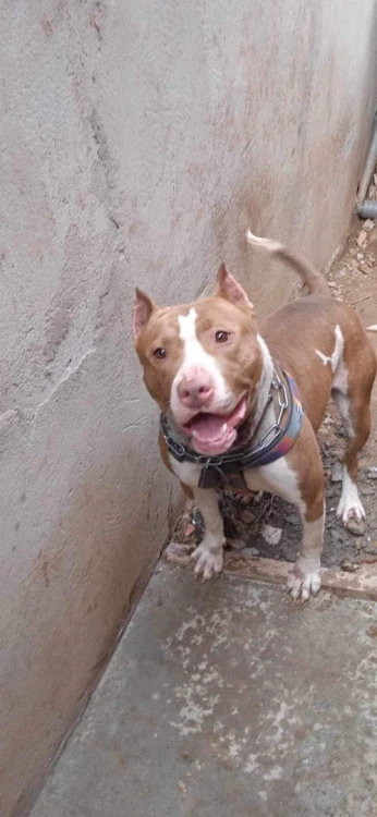 Femelle Pittbull red nos