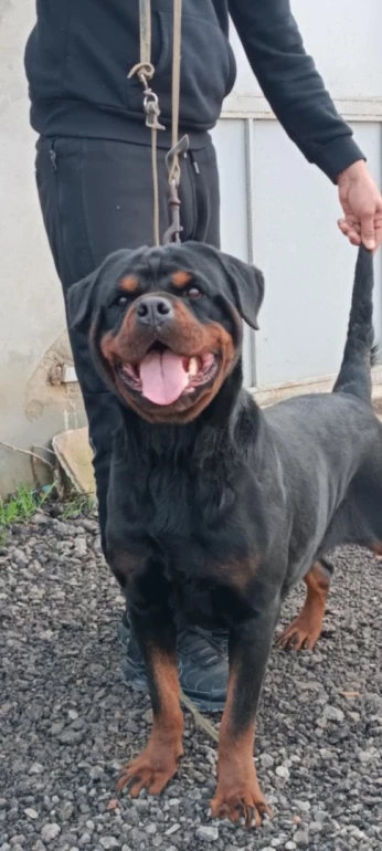 femelle rottweiler serbie