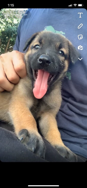 Malinois 40 jour