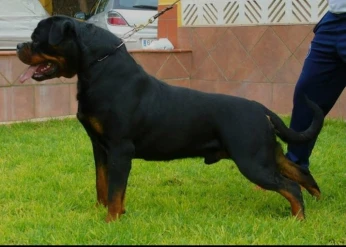 Rottweiler Serbie