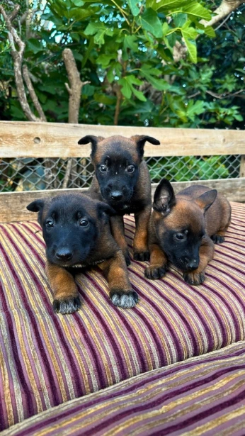 Chiot Malinoi Femelle