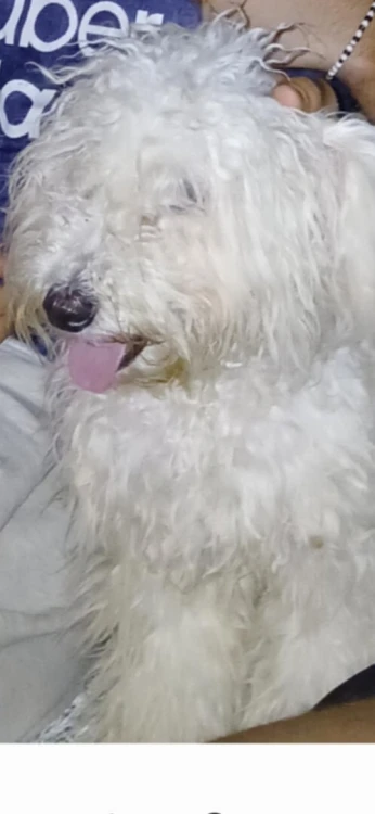Femmelle Caniche à vendre