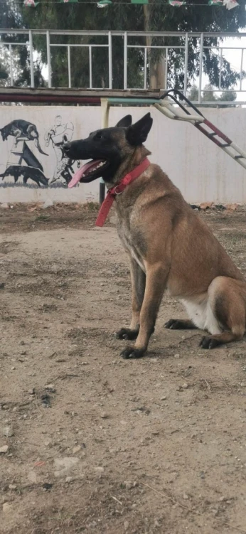 femel malinois