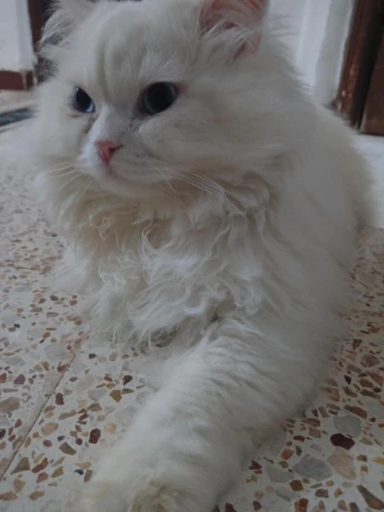 قط شيرازي