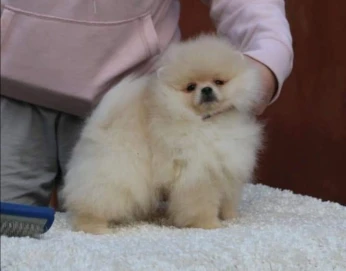 Spitz pomeranian 