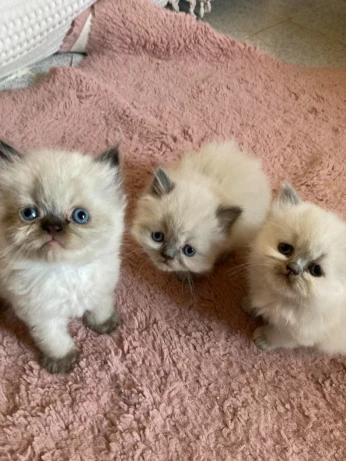 Chaton persan pure alger