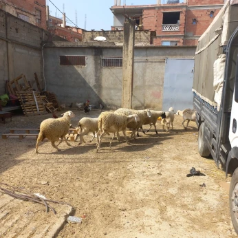 نعاج للبيع