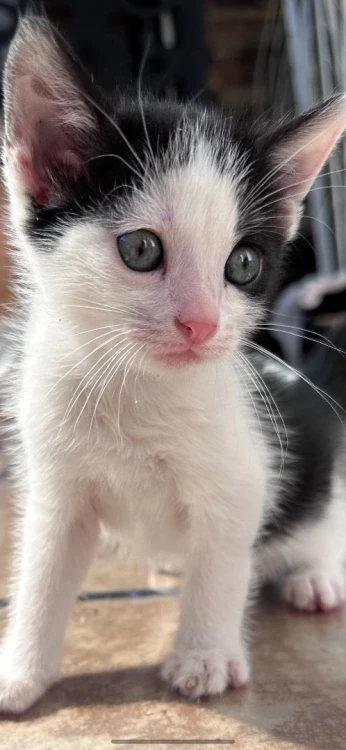 Chat