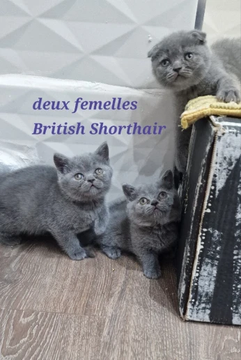 British Shorthair & Scottish fold