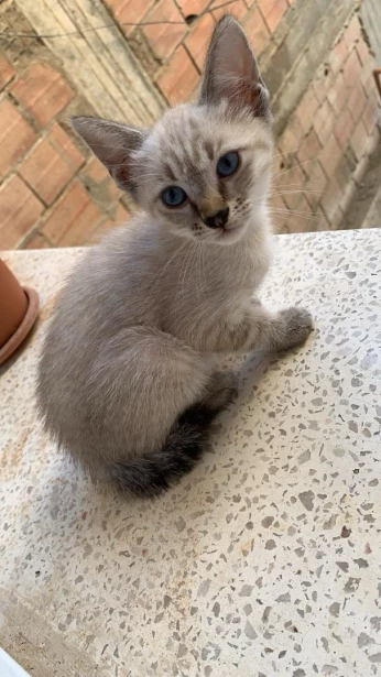 2 chats siamois femelles de 2 mois