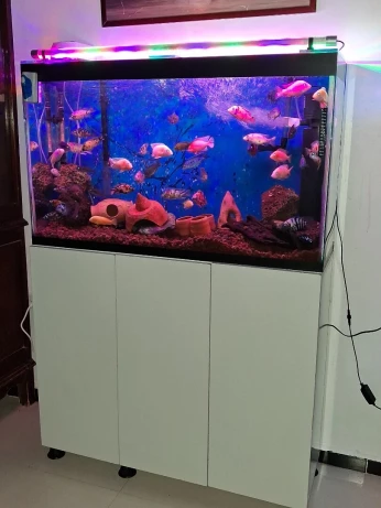 Aquarium avec meuble d'origine Blanc 1m avec accessoires et 40 poissons Cycledis 