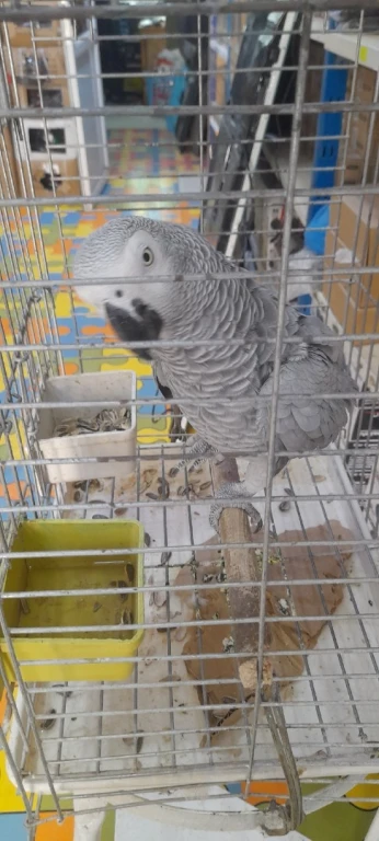 ببغاء غابوني