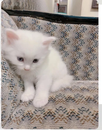 Chaton angora