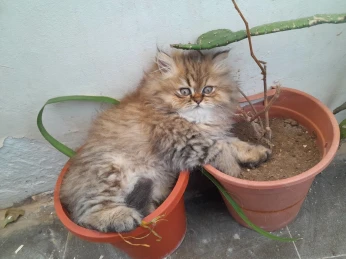 Chat persan chinchilla golden