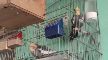 كوبل كالوبسيت وكوبل بيريش