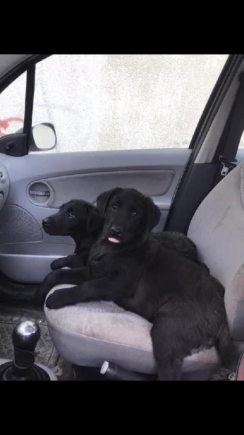 Labrador Noir