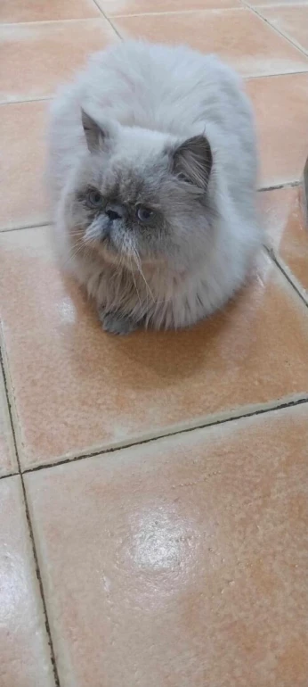 Gardiennage chat