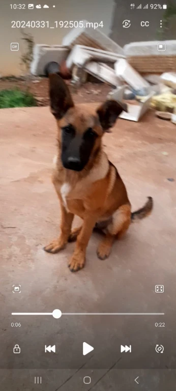 chien malinois classic