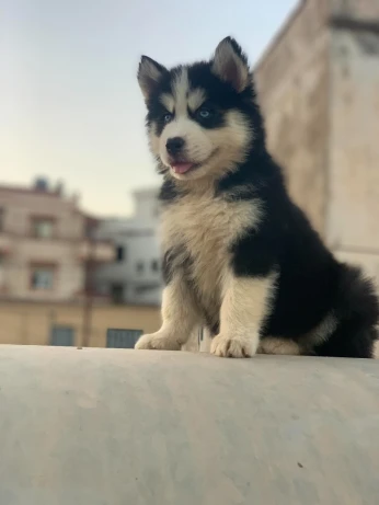 Chien husky