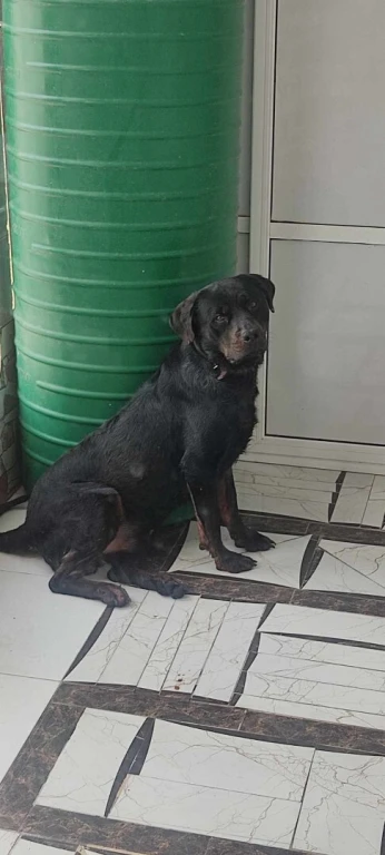 Rottweiler type allemand