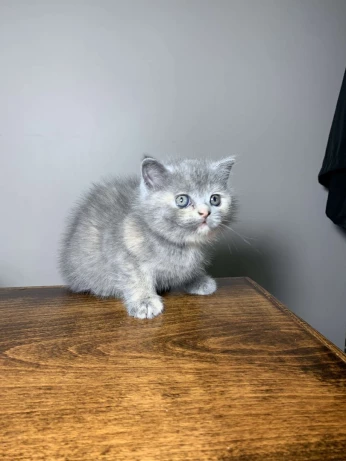 Scottish fold et British shorthair
