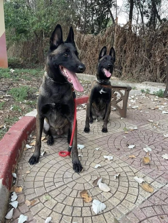 Malinois charbonne