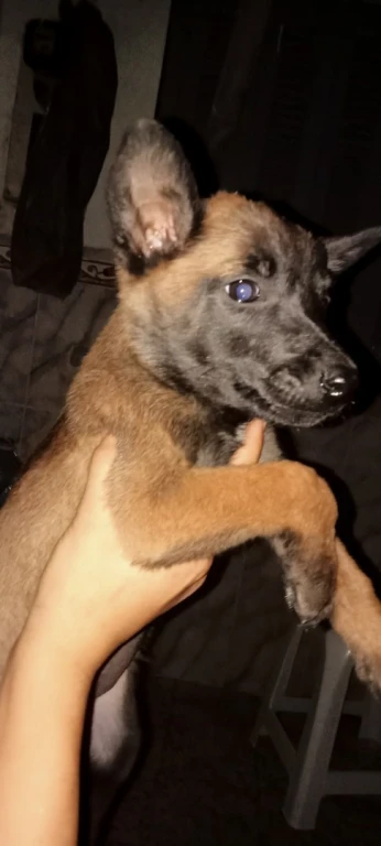 Femmale malinoi charbonne top de top