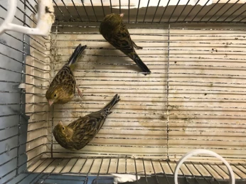 Canari