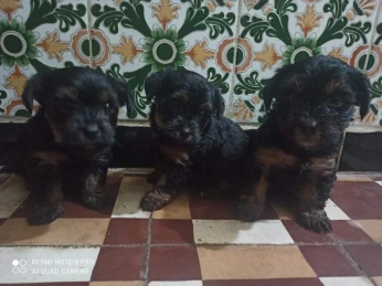 Caniche Yorkshire pure