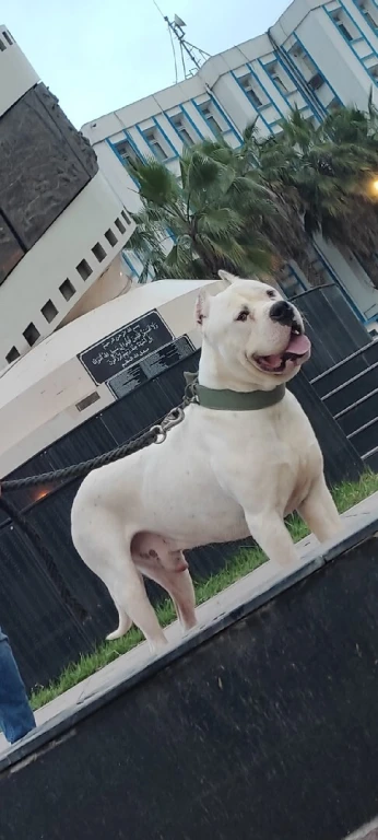 Dogue argentin