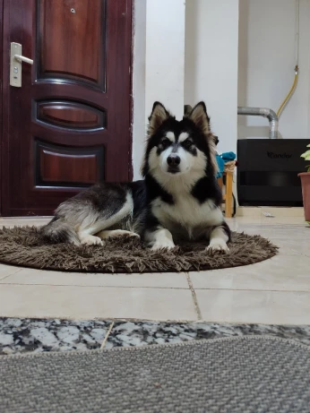 Husky ( Malamute de l'Alaska )