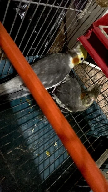 Calopsitte couple
